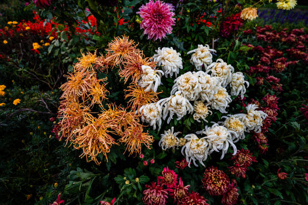 istock Chrysanthemums blooming in autumn 1733052218