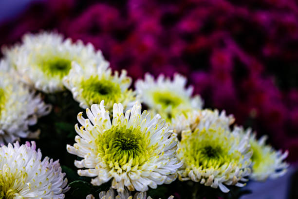 Chrysanthemums blooming in autumn
