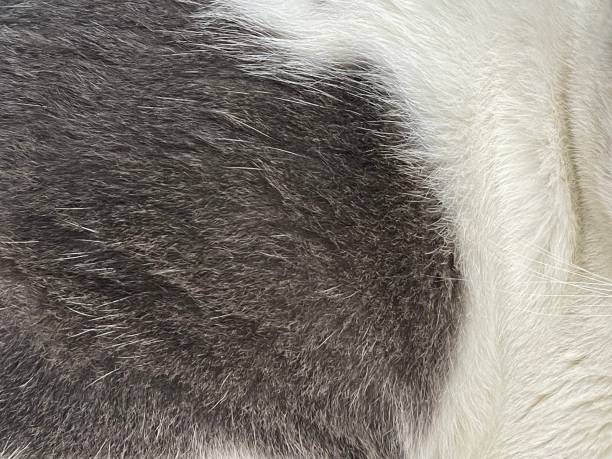 istock The cat's fur is white and brown, soft and fluffy. 1733060802