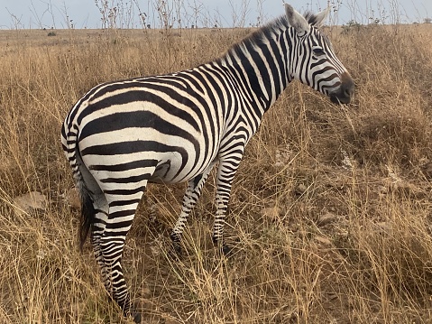 Zebra on the plains