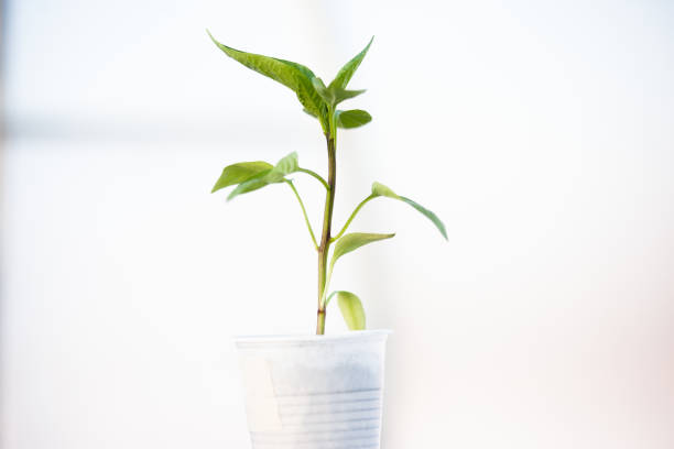 istock Green sprout growing on white blurred background. Pepper seedlings in a glass on light backdrop. Young plant for publication, poster, calendar, post, screensaver, wallpaper, cover. Photo 1733077988