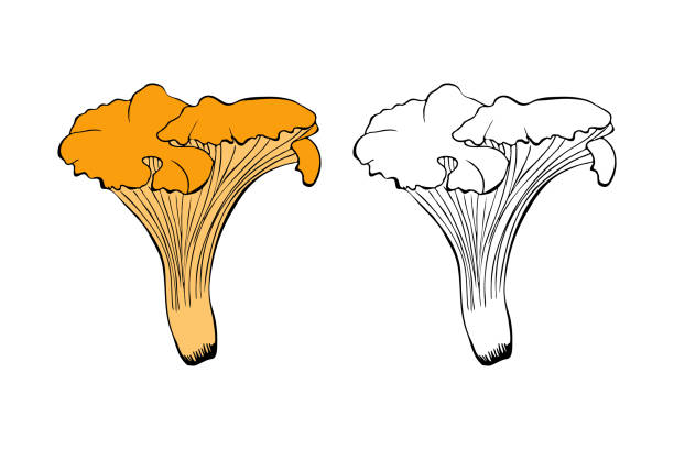 白い背景にシャンテレルキノコの手描きの輪郭落書き。 - edible mushroom fungus chanterelle set点のイラスト素材／クリップアート素材／マンガ素材／アイコン素材