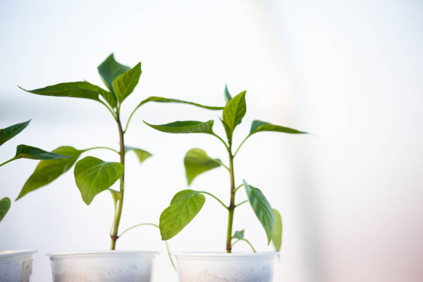 istock Green peppers seedlings in white plastic glasses on the white blurred background. Three young sprouts growing for publication, poster, calendar, post, wallpaper, cover. High quality photo 1733080236