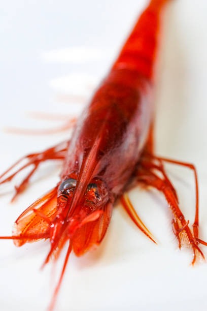 Close-up of a wild Taiwanese hokkai shrimp