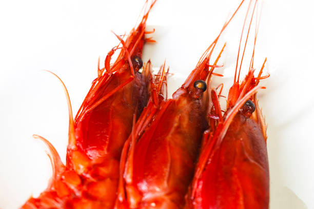 Close-up of a wild Taiwanese hokkai shrimp