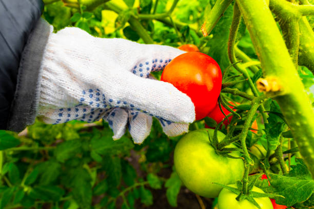 istock a man plucks a tomato from a branch. 1733096841