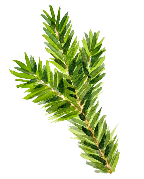 istock Watercolor Christmas branch. Hand drawn botanical element isolated on white background. Watercolor spruce branches. Realistic branches of green pine. branch with needles. 1733114494