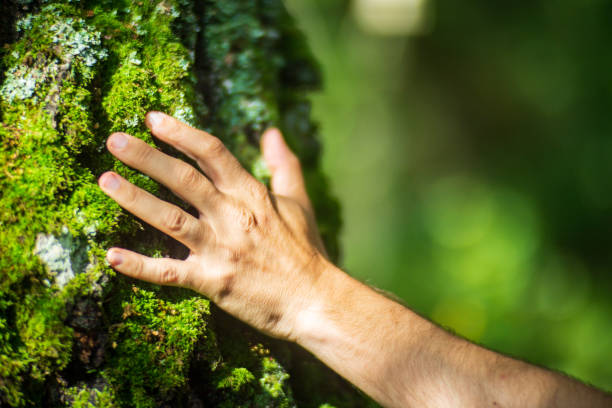 istock A man's hand touch the tree trunk close-up. Bark wood.Caring for the environment. The ecology concept of saving the world and love nature by human 1733117832