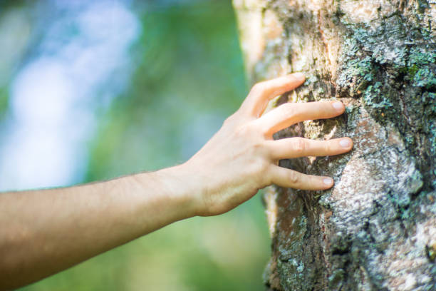 istock A man's hand touch the tree trunk close-up. Bark wood.Caring for the environment. The ecology concept of saving the world and love nature by human 1733118955