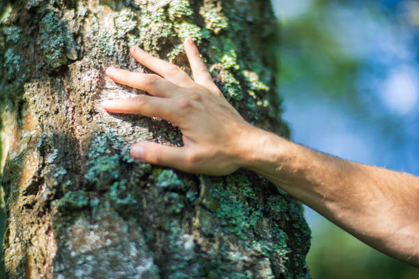 istock A man's hand touch the tree trunk close-up. Bark wood.Caring for the environment. The ecology concept of saving the world and love nature by human 1733118969