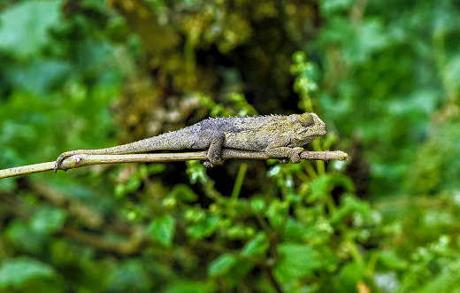 Chameleon resting on a twig in natural ambiance seen in Uganda, Africa