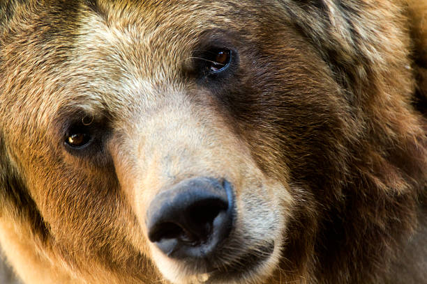 istock This Grizzly Bear pauses for a second look. 173312719