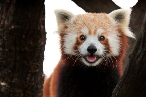 An adorable Red panda looking at the camera from tree branch