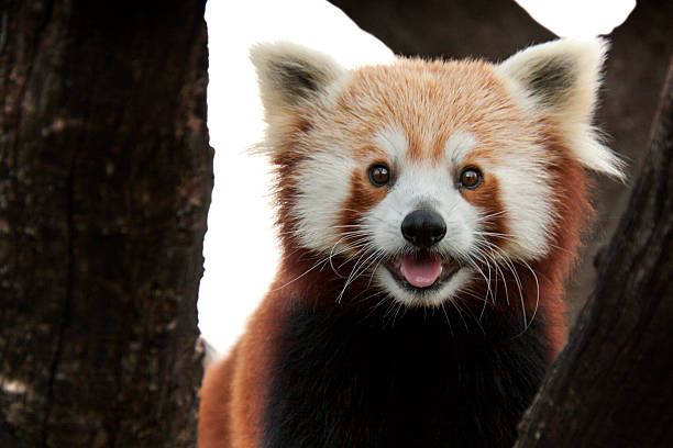 This Playful Red Panda Come In For Closer Look stock photo