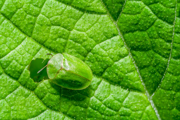 Green tortoise beetle Green tortoise beetle feeding at a green leaf seen from above cassida viridis stock pictures, royalty-free photos & images