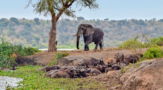 Group of resting african buffalos and a elephant seen at the Queen Elizabeth National Park in Uganda, Africa