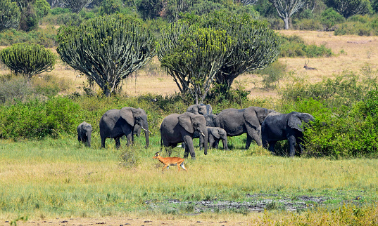 a family of elephants grouped in a waterhole with their young playing on the Serengeti plains - Tanzania