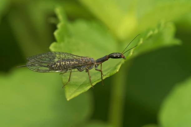 istock Selective focus closeup on a bizarre looking snake fly, Subilla confinis, sitting on a green leaf 1733133362