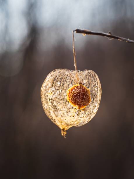 Flower buds of a magnolia in January with backlighting