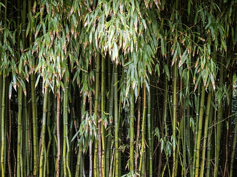 Looking up at a tall green bamboo growth forest.