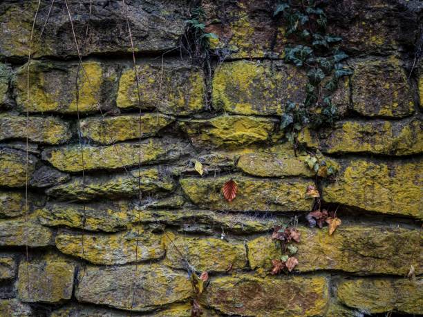 Moss and ivy covered stone wall closeup shot background texture image