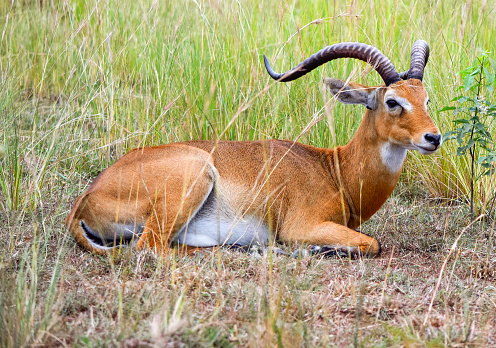 Ugandan kob resting on grassy ground seen in Uganda, Africa