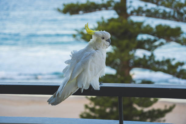 istock Cacatue at manly beach, Australia, Sydney. Balcony view 1733143521