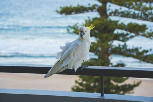 istock Cacatue at manly beach, Australia, Sydney. Balcony view 1733143530