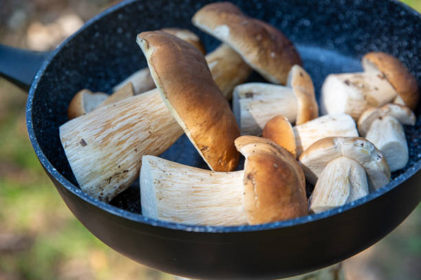 Boletus scaber (Leccinum scabrum) em uma panela na floresta, cogumelos recém-colhidos - foto de acervo