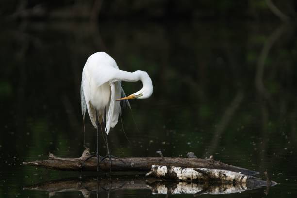istock Closeup of a white egret in a pond 1733146312
