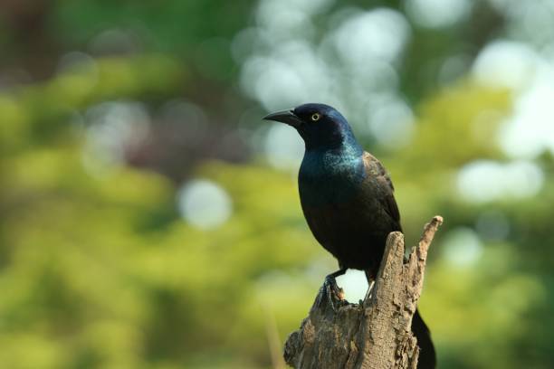 istock Closeup of a Grackle perched on a tree trunk 1733146874