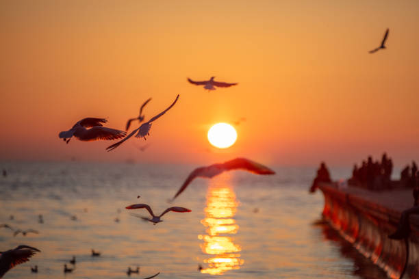 istock A group of seagulls are flying at sunset. 1733151344