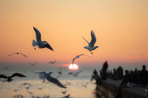 Sunset over by the horizon with flying seagulls.