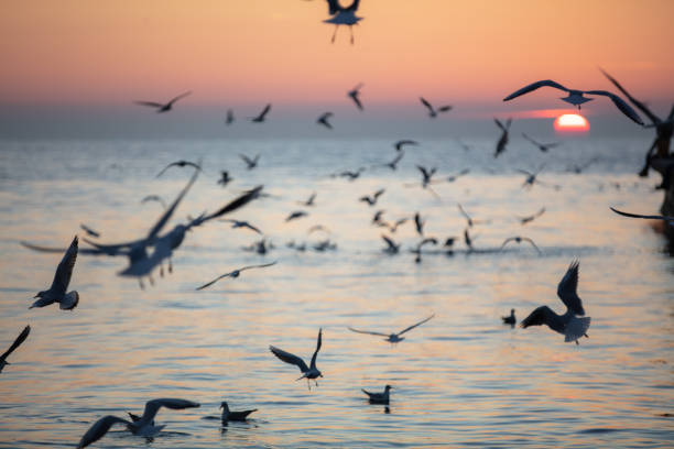 Seagulls are flying with orange sunset background.