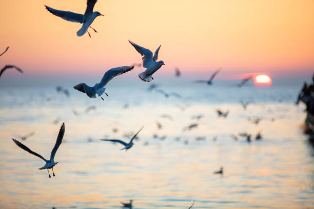 istock Flying seagulls at beautiful sunset sky. 1733153547