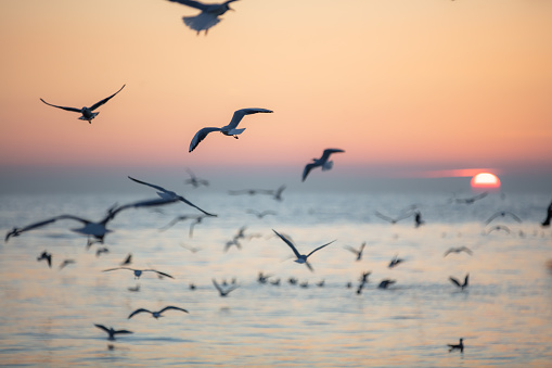 Seagulls are flying with orange sunset background.