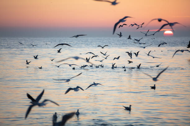 Seagulls are flying with orange sunset background.