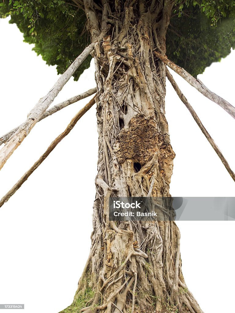 Inhabituel arbre - Photo de Abstrait libre de droits