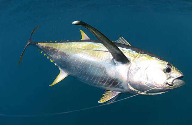 gancho de peces bajo el agua atún de aleta amarilla - tuna sea underwater fish fotografías e imágenes de stock