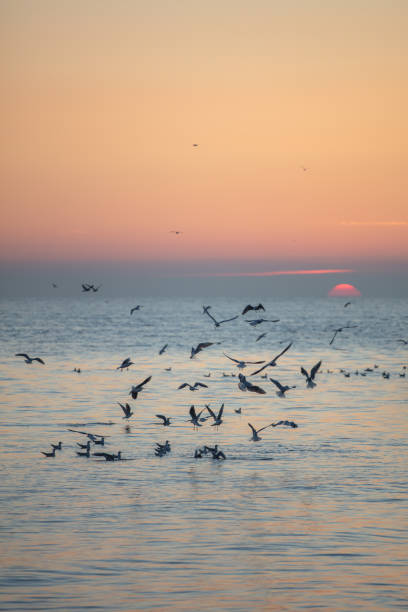 Seagulls are flying with orange sunset background.
