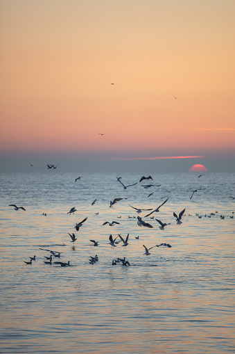Seagulls are flying with orange sunset background.