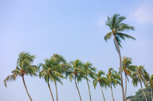 Tall palm trees of Cyprus Nissi Beach on Windy day copy space