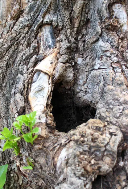 Young shoots around the hollow on the trunk of an old tree