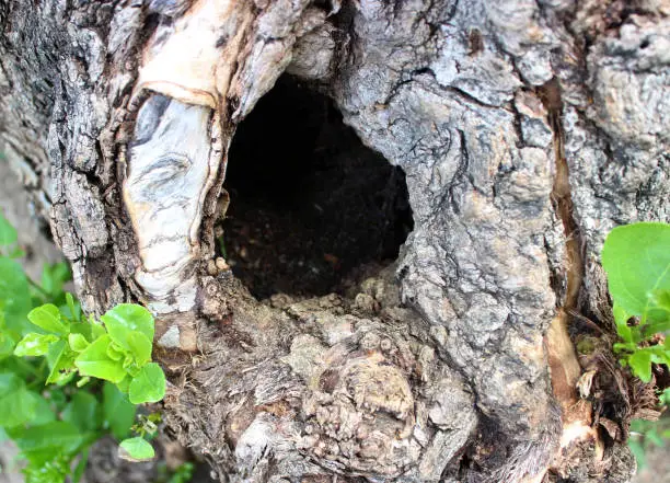 Hole in the old tree with ancient bark of an old tree