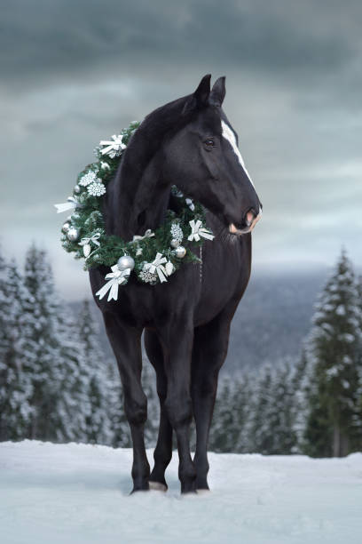 black horse in forest with christmas wreath - winter snow livestock horse imagens e fotografias de stock