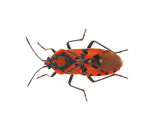 istock Soldier bug isolated on white background, Spilostethus pandurus 1733165330