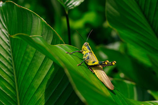 A grasshopper on a leaf in the wild