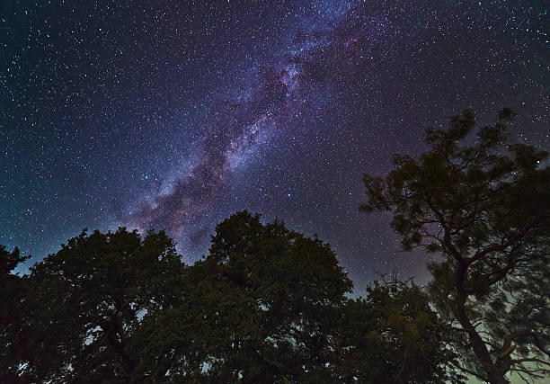 Milky Way floats above treeline stock photo