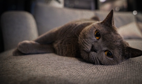 A closeup of a domestic fluffy cat at home