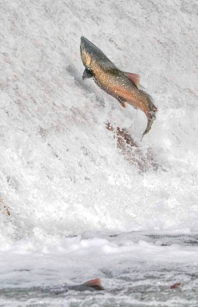 istock Salmon leaps through the stream of a river 1733171046